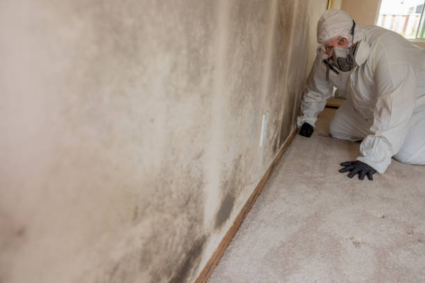 Best Mold Odor Removal Services  in Potterville, MI